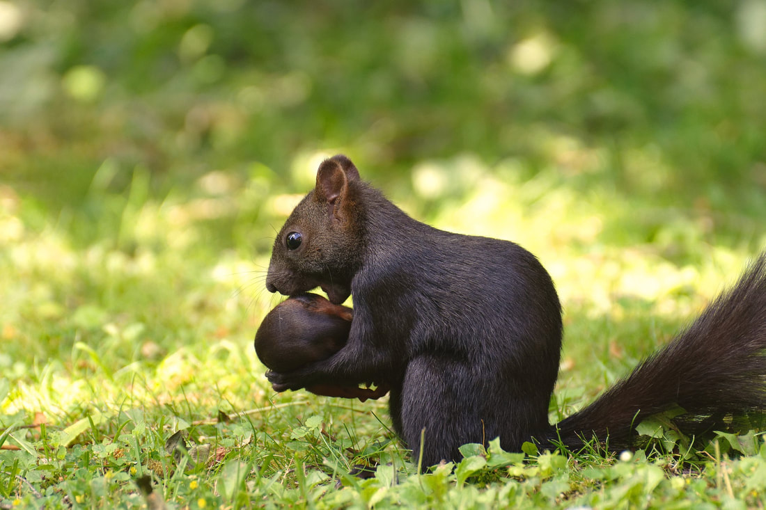 Squirrel trying to eat too large of a fruit.